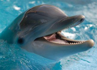 Curiosidades espeluznantes de la naturaleza