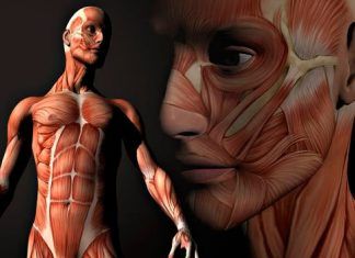 Curiosidades sobre el funcionamiento del cuerpo humano