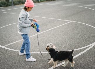 Como pasear a un perro claves y consejos