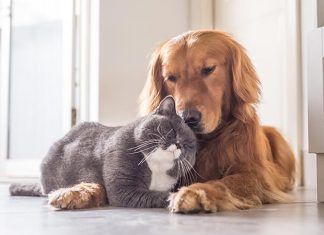4 consejos para mejorar la convivencia entre perros y gatos