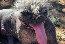 El Perro más Feo del Mundo El Perro más Feo del Mundo