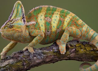 Curiosidades del mundo animal Curiosidades del mundo animal