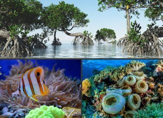 Descubriendo las Curiosidades del Fondo del Mar: Maravillas Ocultas Bajo las Olas