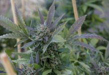 Las mejores flores CBD, todo lo que has de saber flores CBD