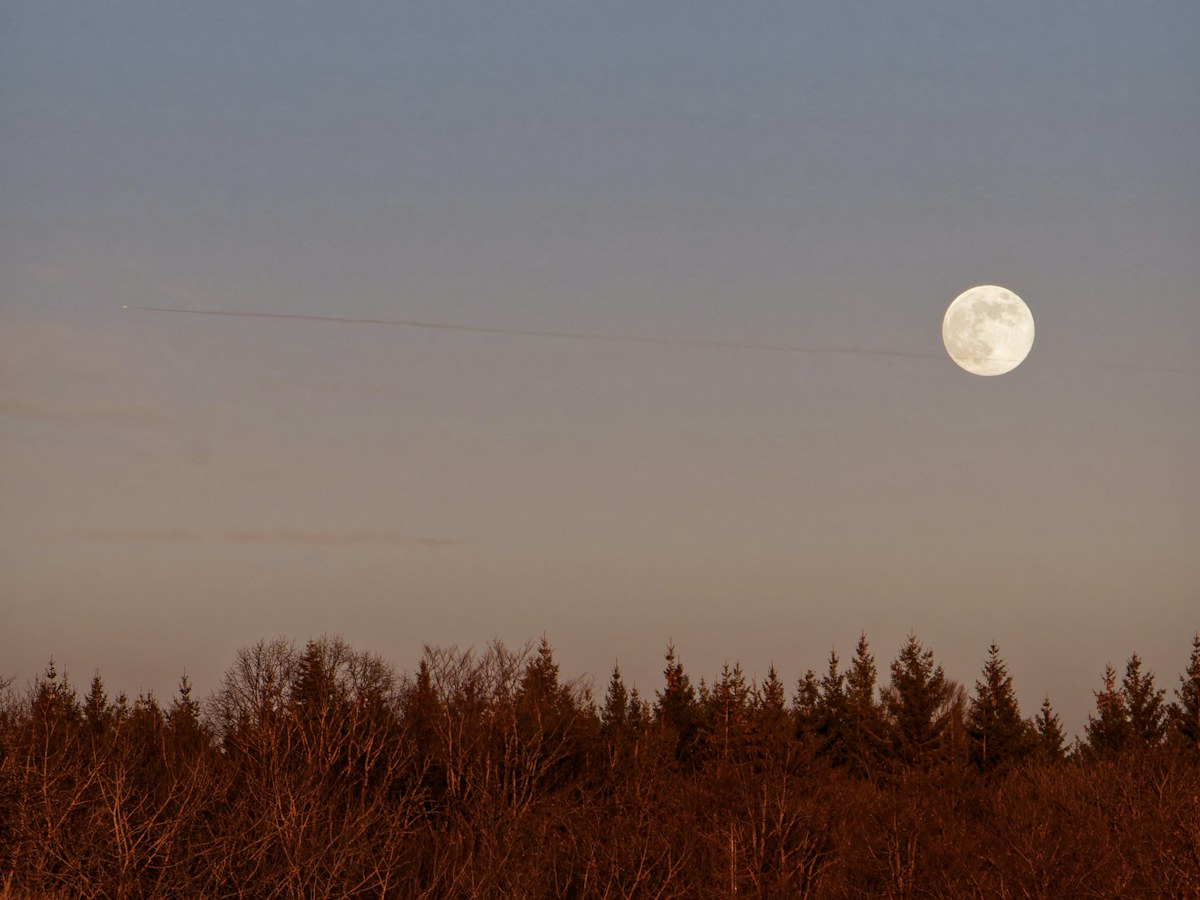Luna llena sobre bosque al anochecer